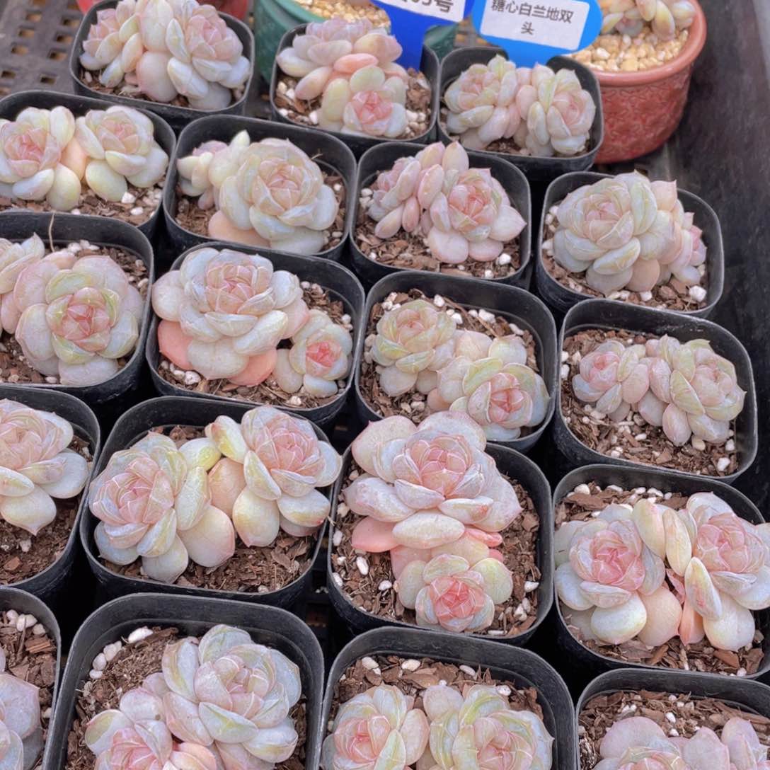 量拍65号 糖心白兰地双头一个