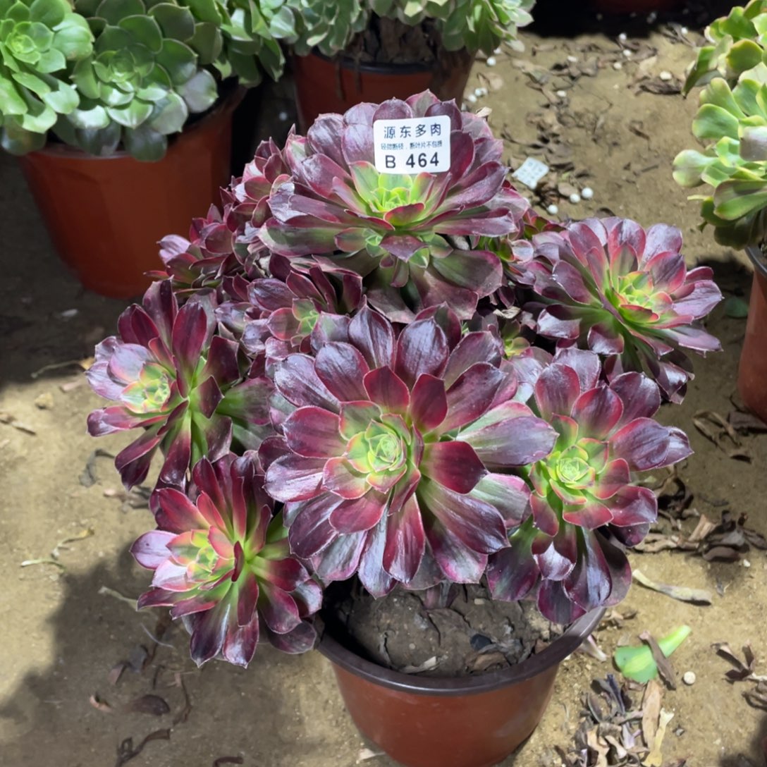 464安娜多肉法师断枝不包