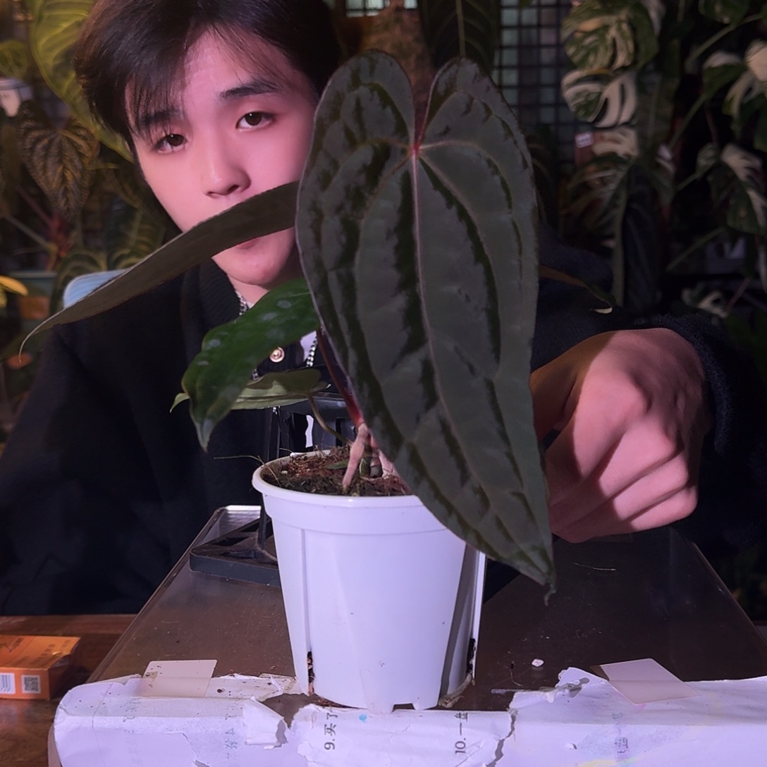 不开花植物C138咖啡papi杂黑凤凰