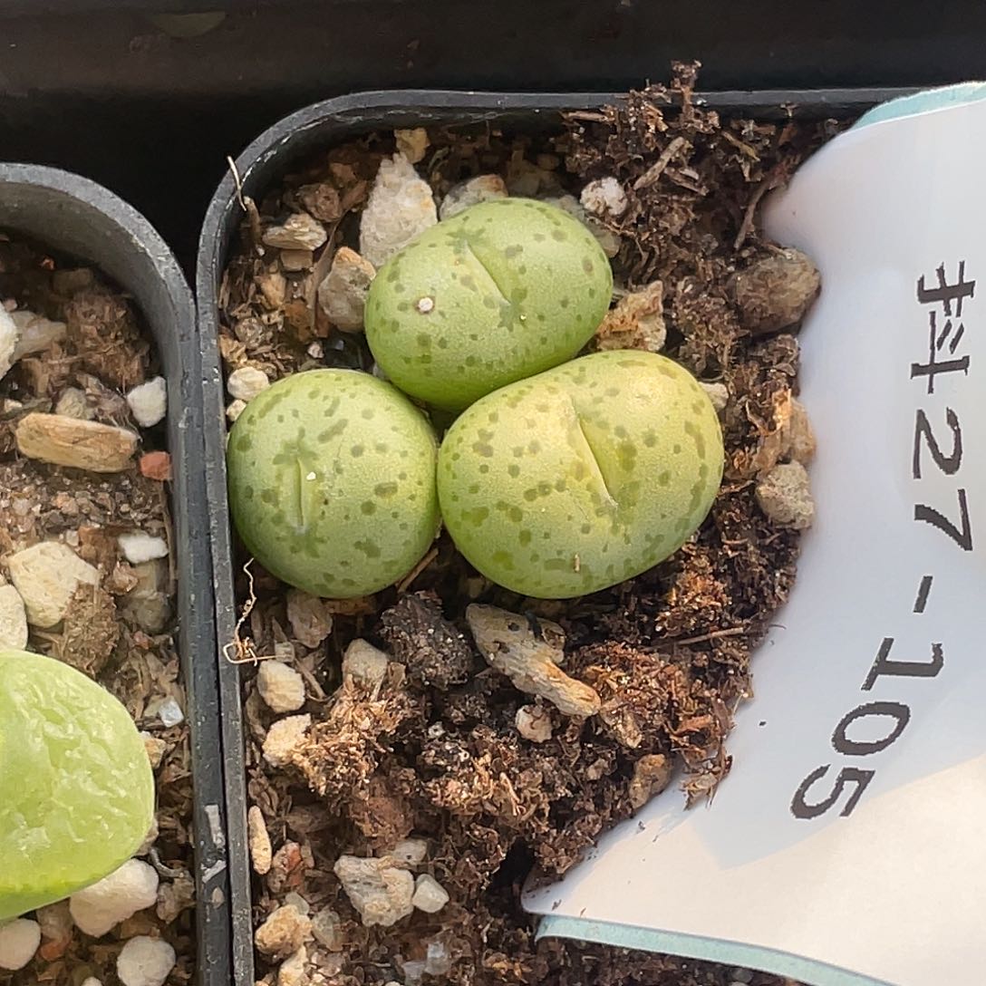 炭***炭27-105肉锥多肉植物