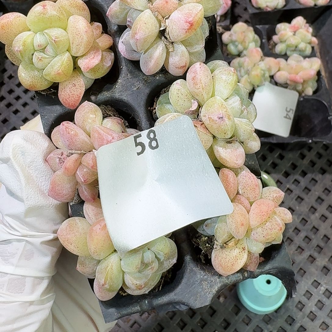 58 号到手1框～一物一拍