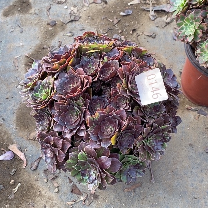 花月夜多肉断头不包0146