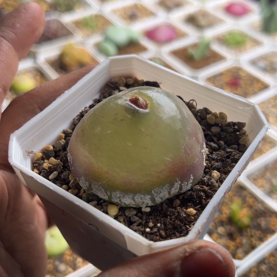 m***o12.2大灯泡有伤多肉植物149