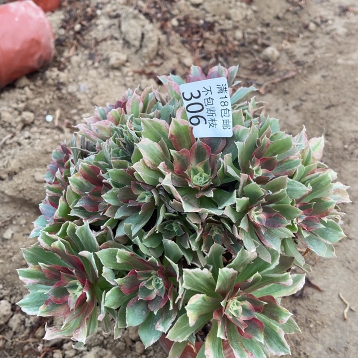 306光辉七彩手捧1号