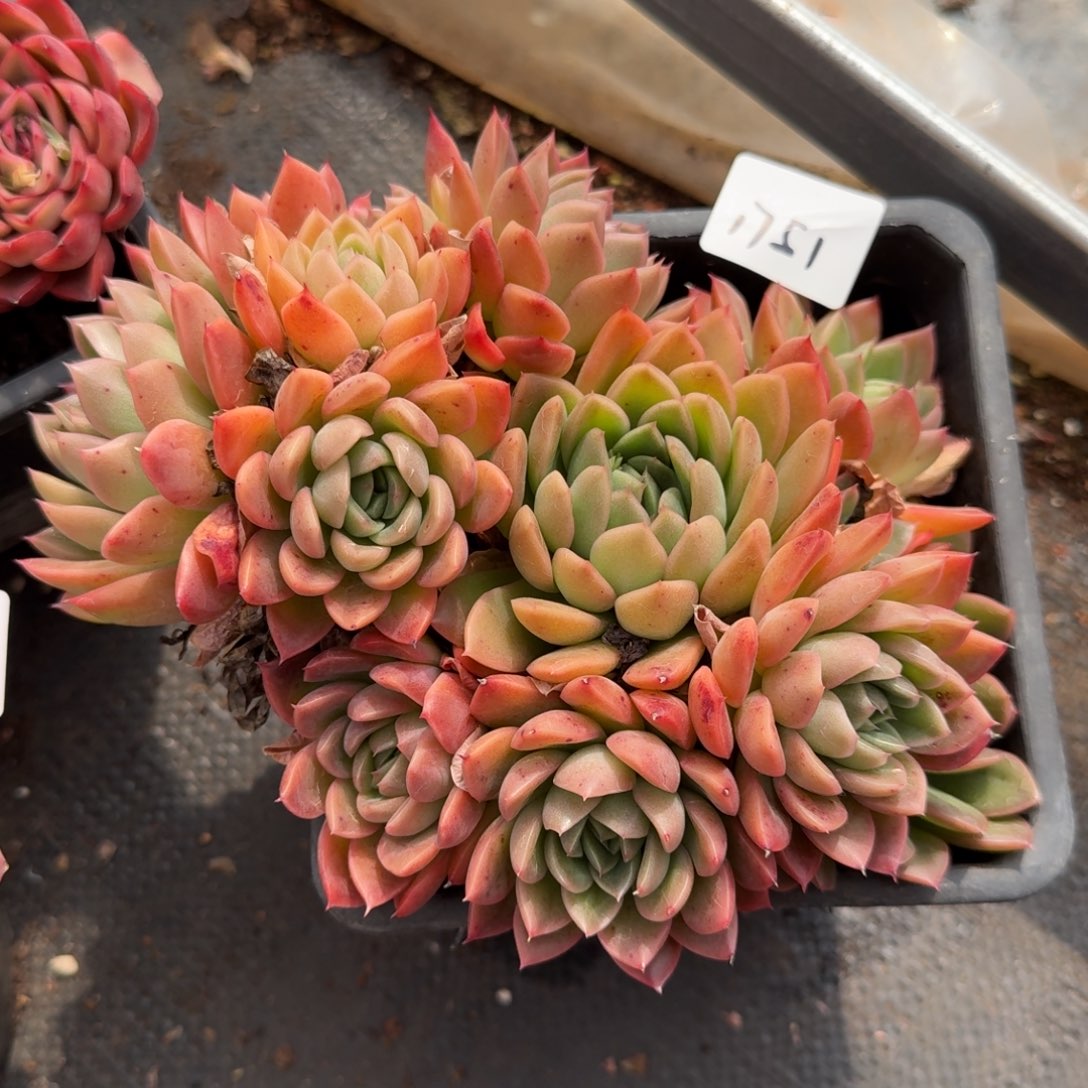 1751新年快乐发发发