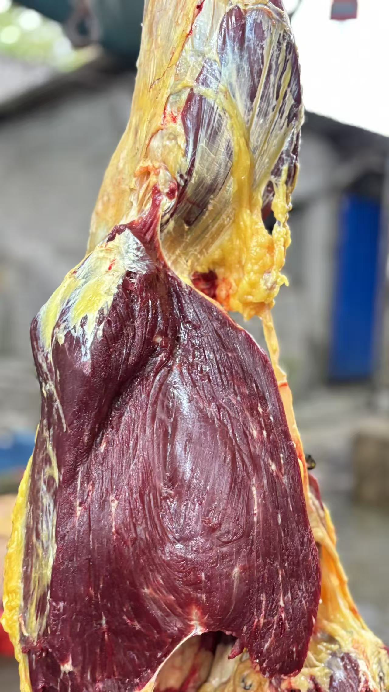 牛腿肉-贵州本地土黄牛顺丰空运