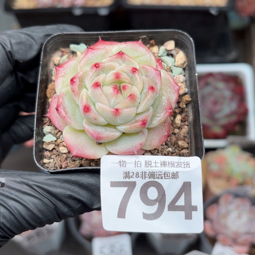 冰吉单头无盆土发货