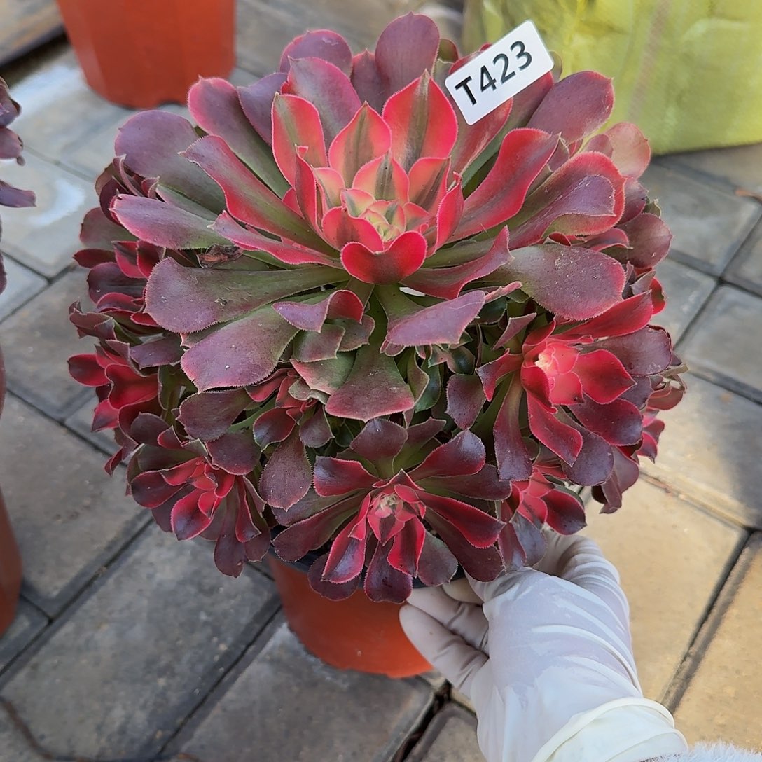 全部花朵423香妃333冠服22..3