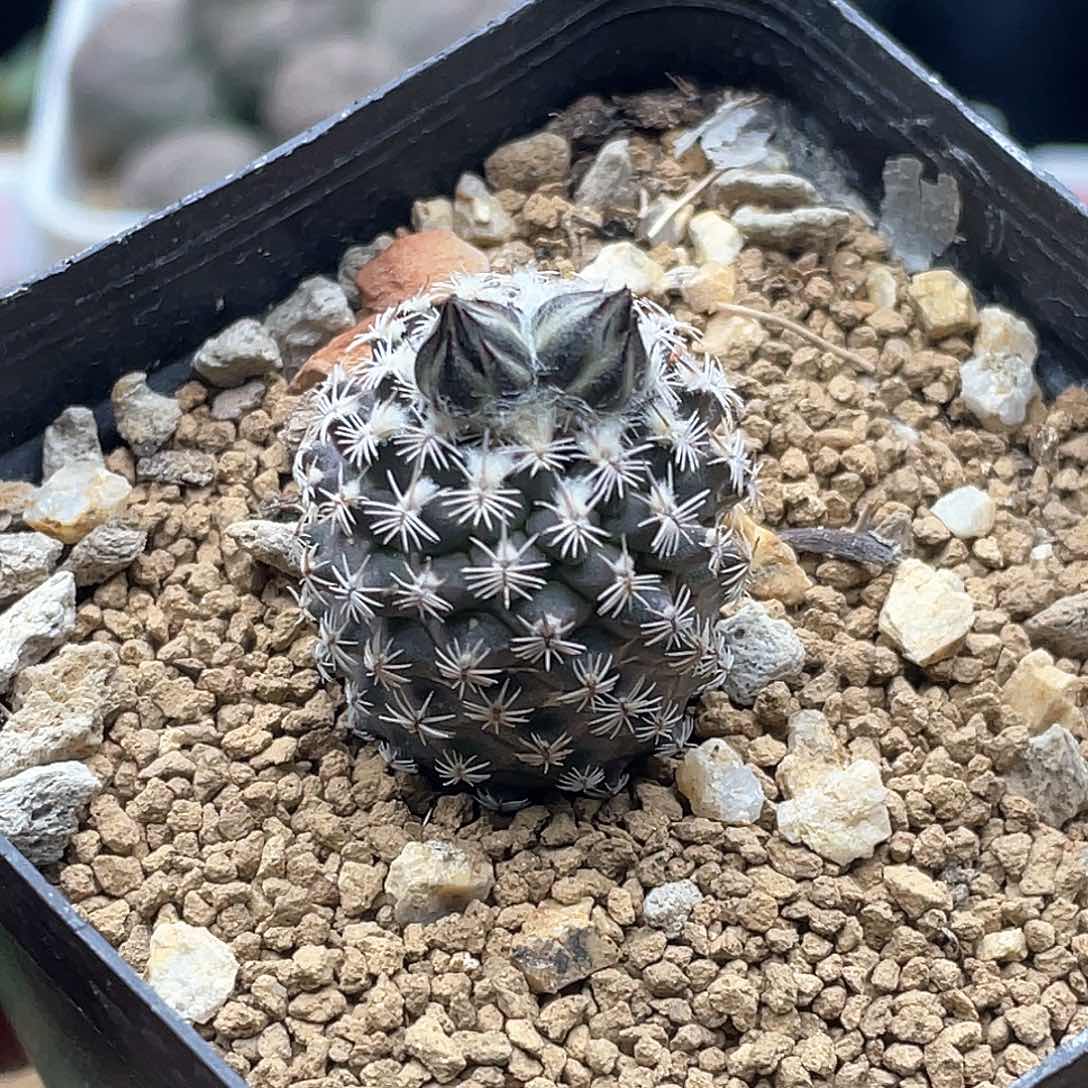 实生海胆娇丽仙人球多肉