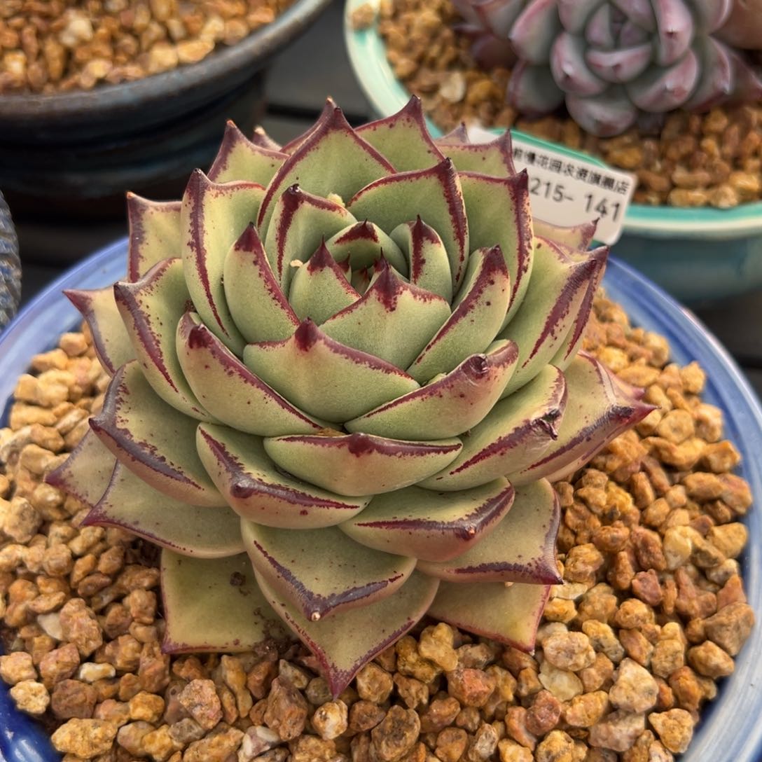 多肉一物一拍0215-141