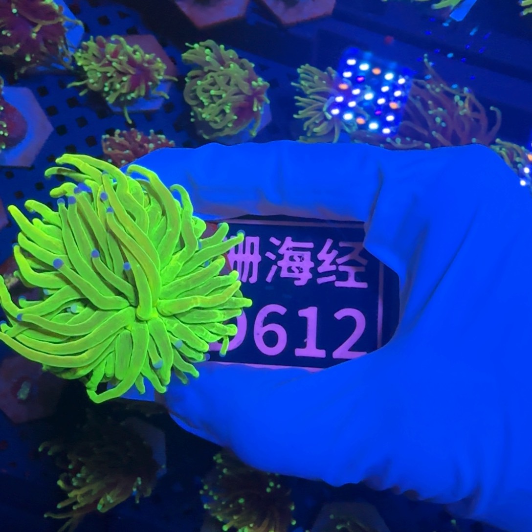 f***2纽扣珊瑚又又不包邮印尼圣杯D612