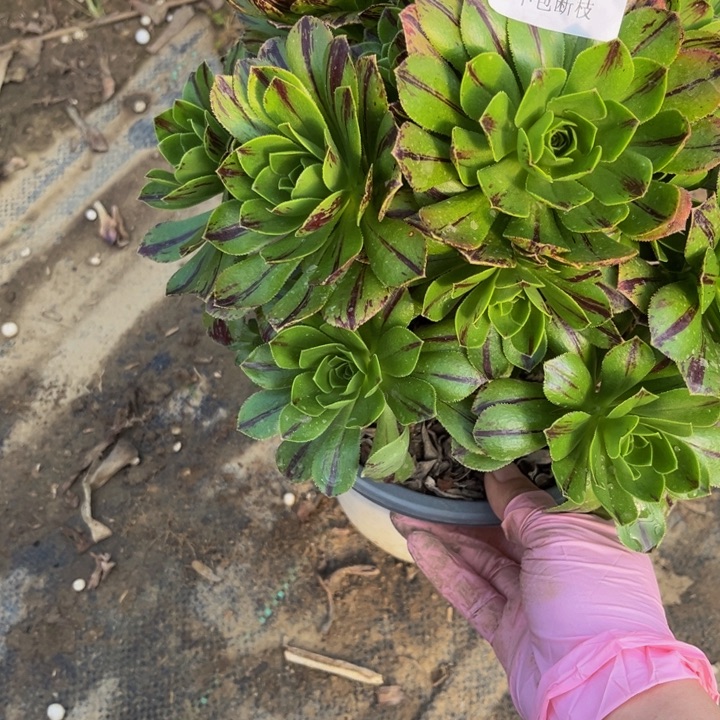 279必火多肉法师不包断枝