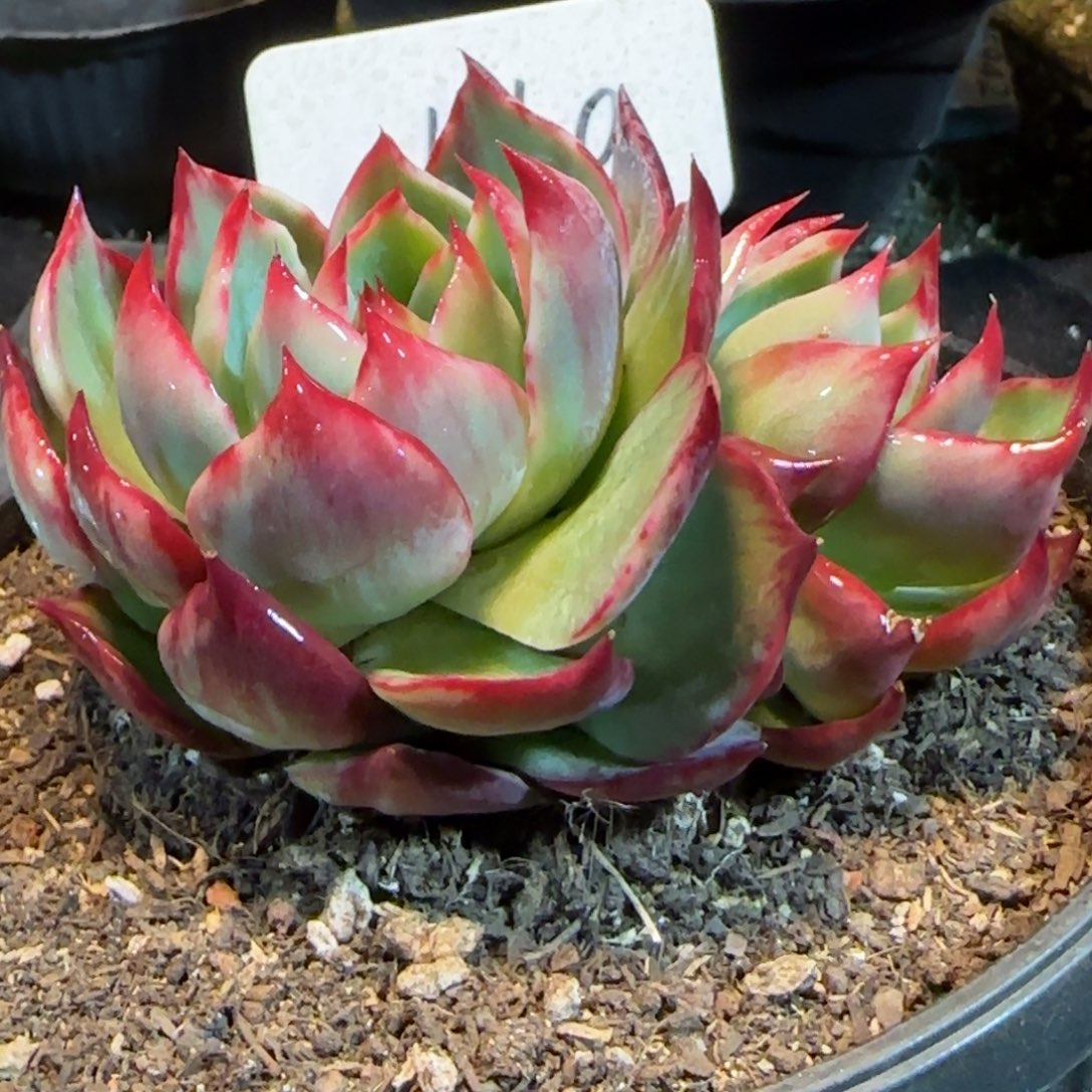 惊鸿一物一拍包装收缩花旱140