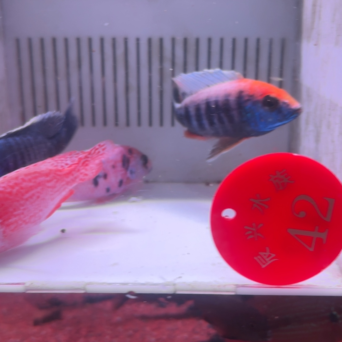 慈鲷鱼直播42号4条