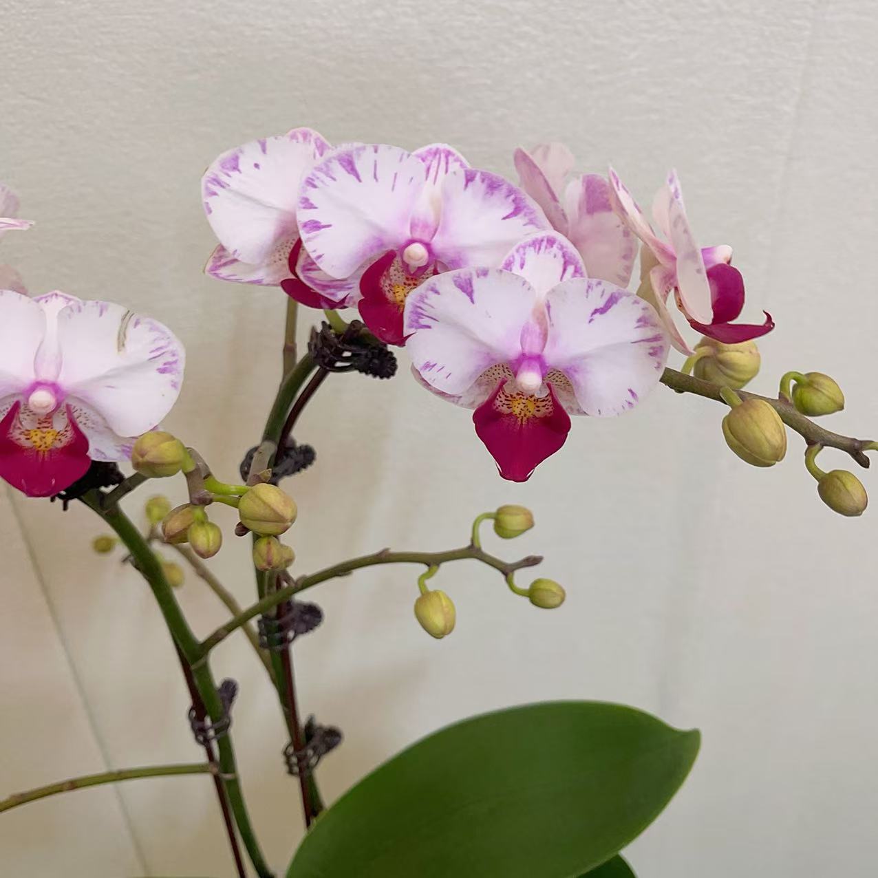 蝴蝶兰【白闪电】双花剑  名贵品种 花卉绿植   广州基地直发