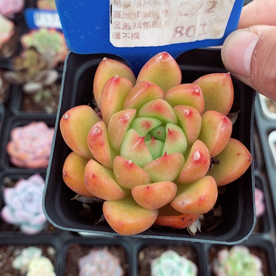 福利5-6cm多肉植物