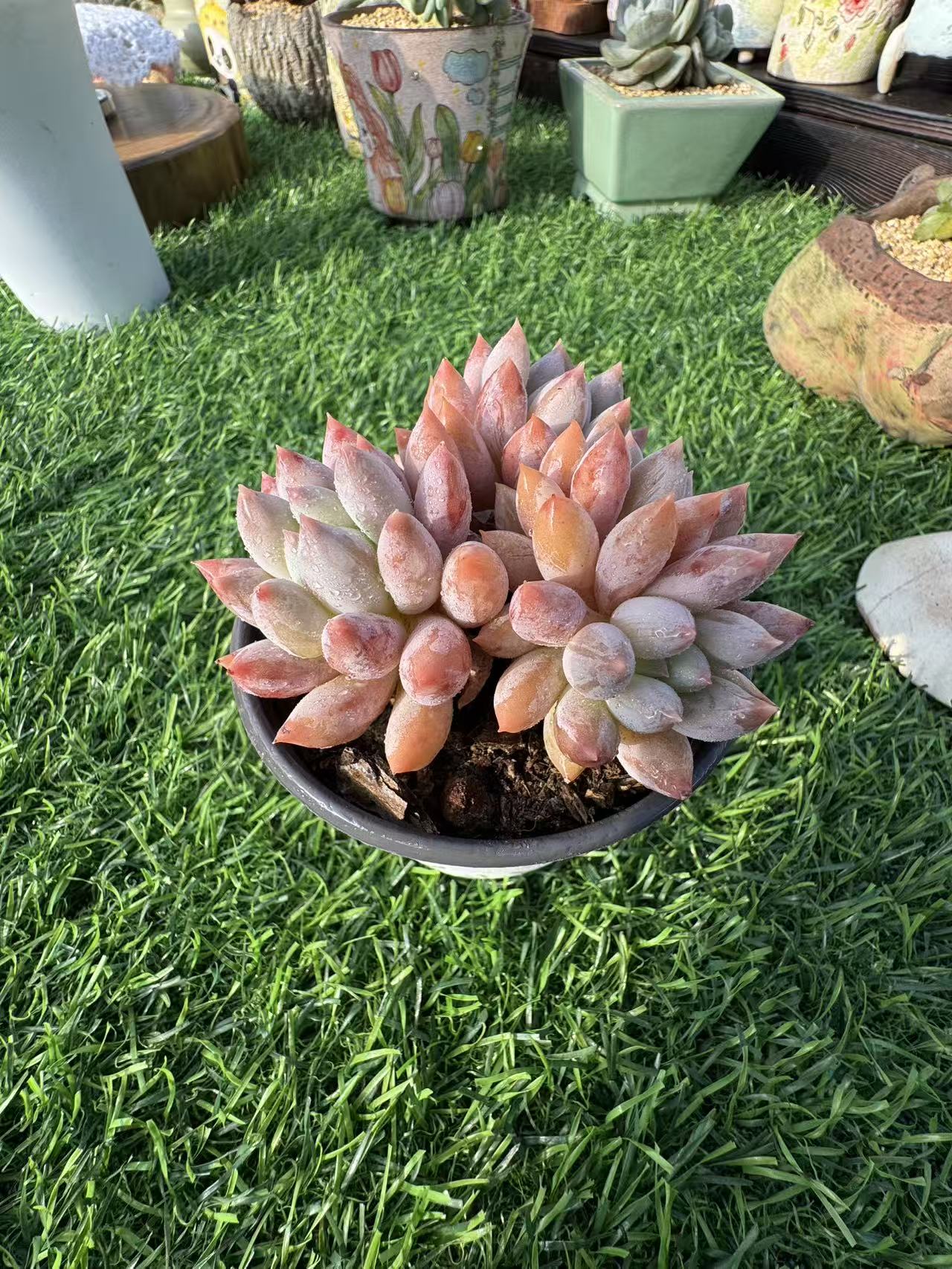 1虞美人精品多肉专用链接 虞美人哥特芒果奶糖果美人