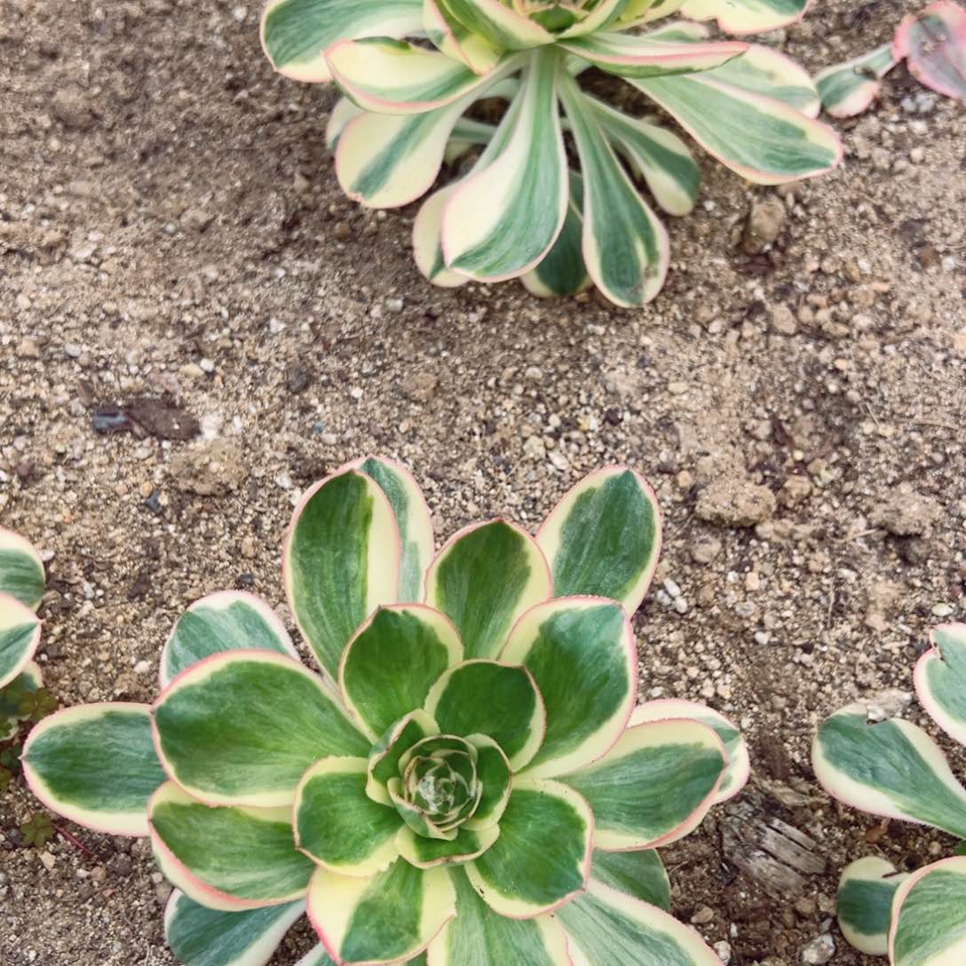燕子锦两颗组多肉植物