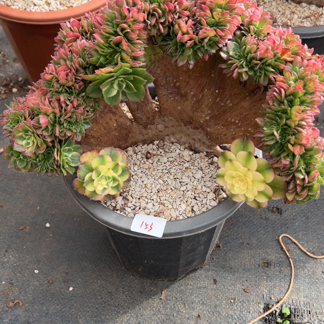 小***春153海王缀多肉多肉多肉多肉