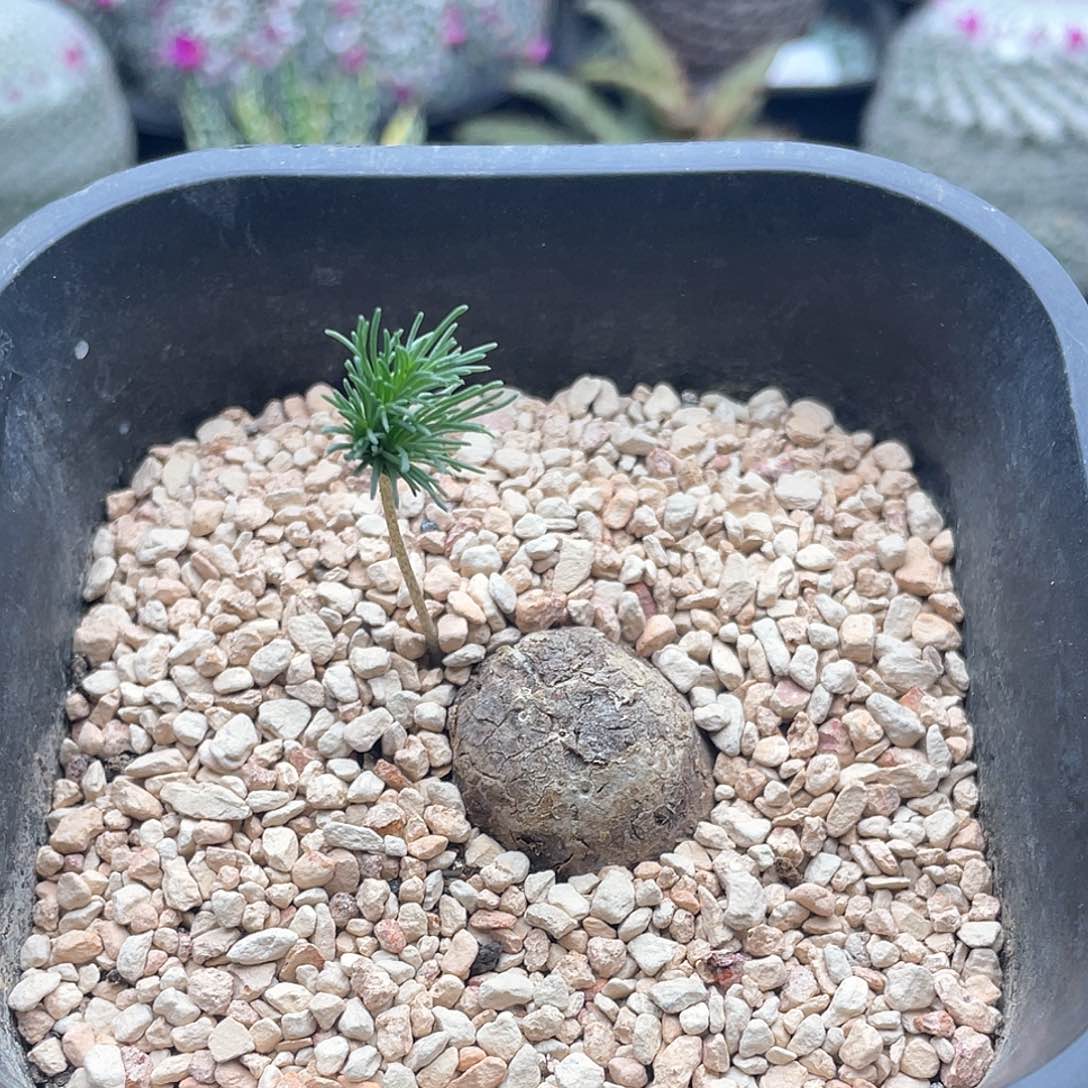 扫把头雾冰玉 致远多肉