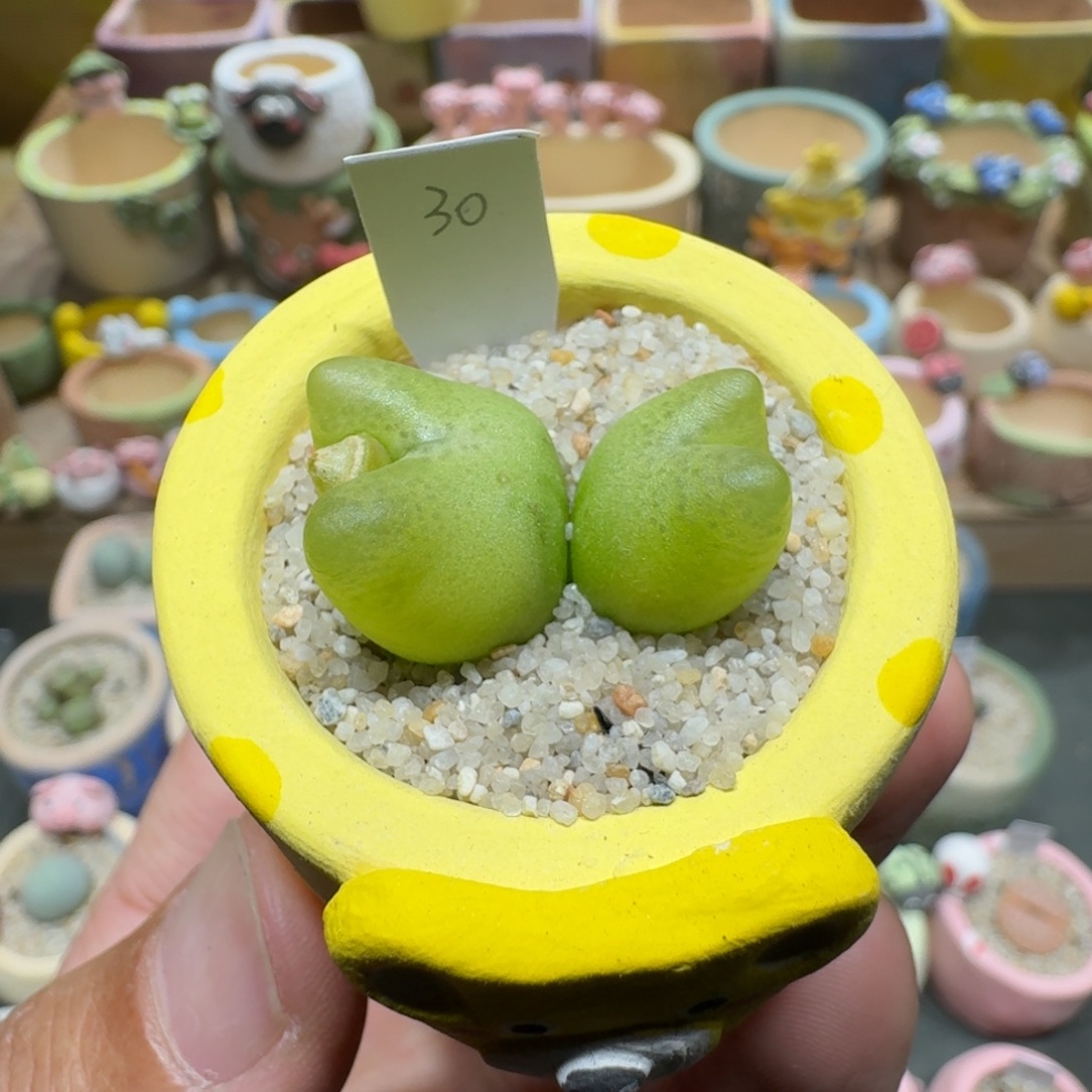 蘑菇1152毛汉尼多肉植物