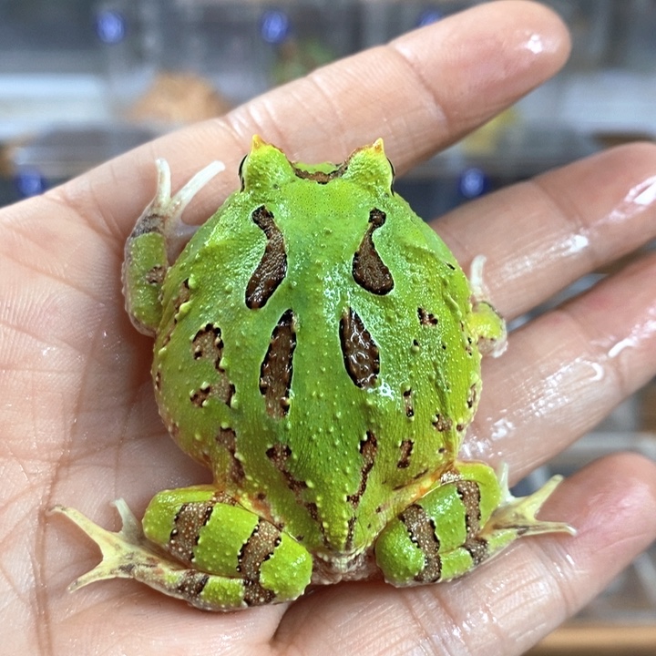 角蛙154号蝴蝶角蛙