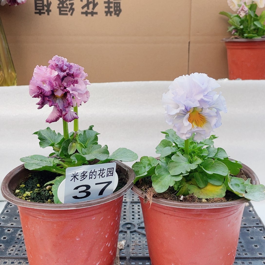 少量开放大部分花苞37