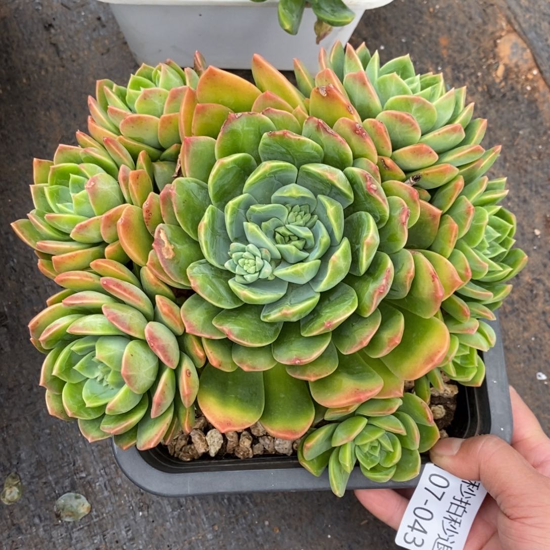 两单包邮1107-43翠鸟