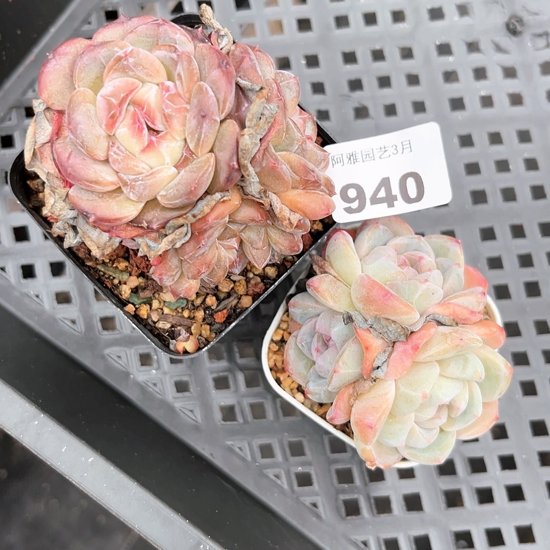 阿雅园艺。    940