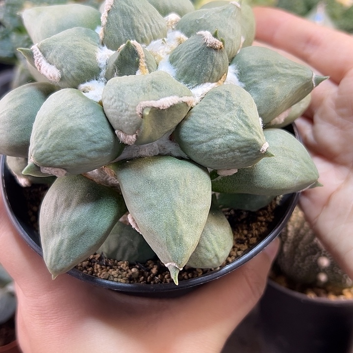 116号自根蛋叉带毛缀12.5公分