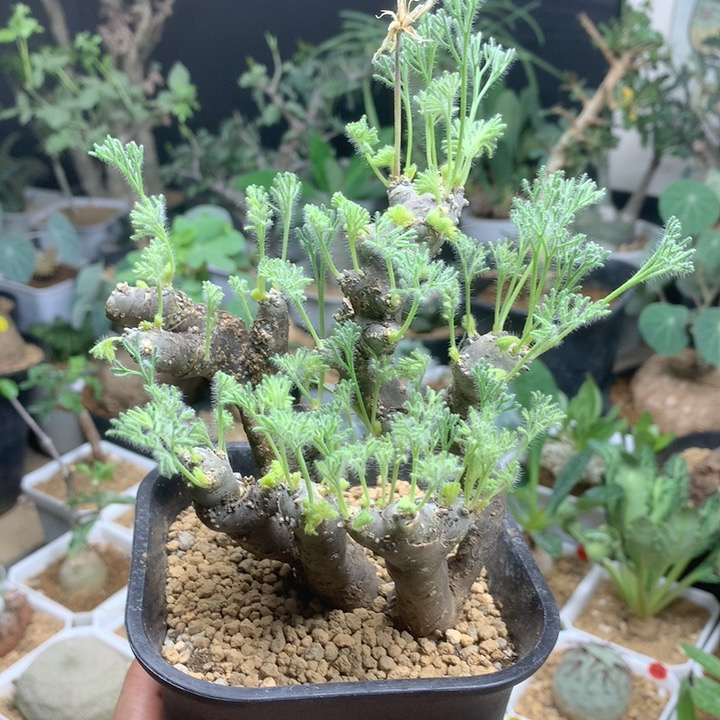 黑皮月界母本带盆