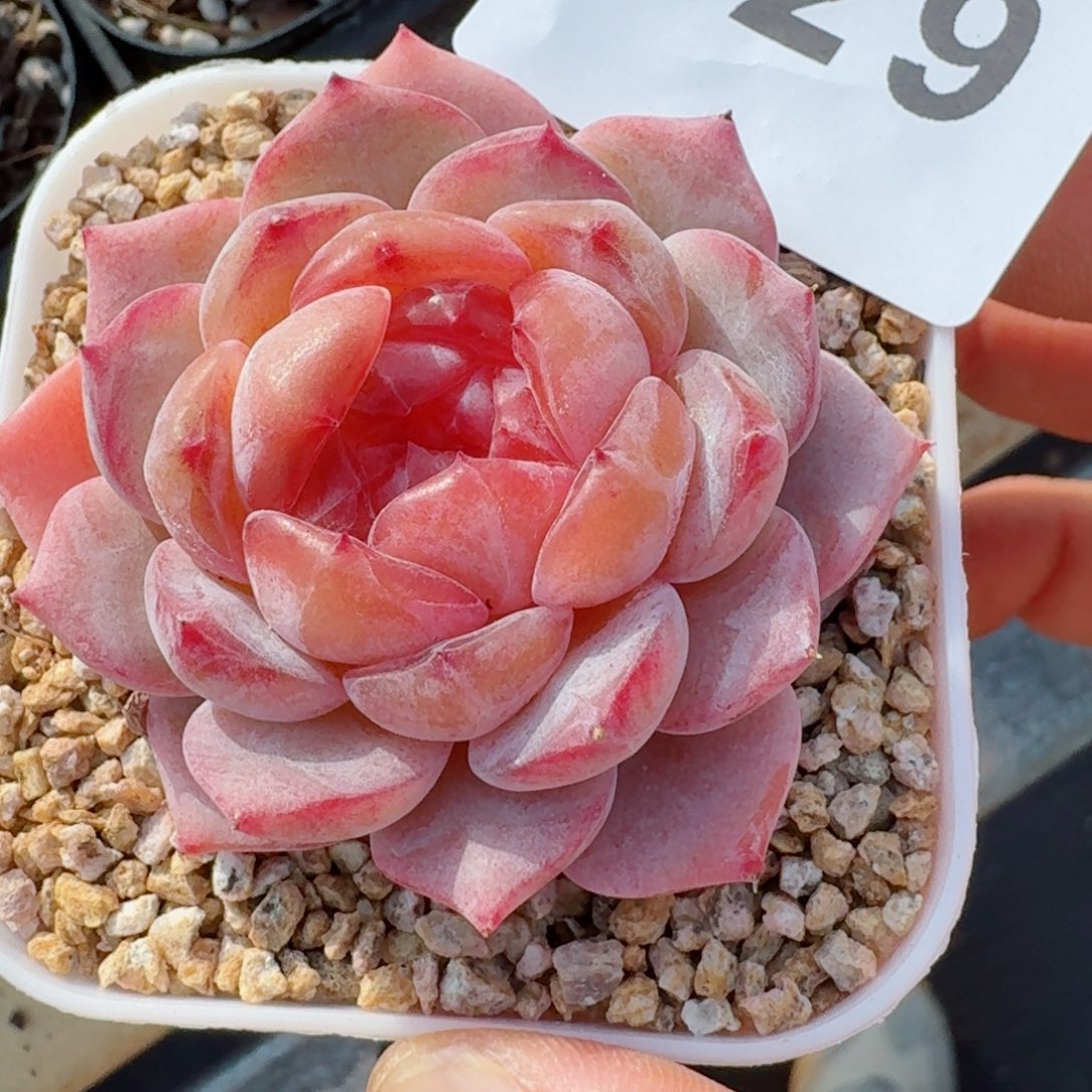 月神         精品多肉