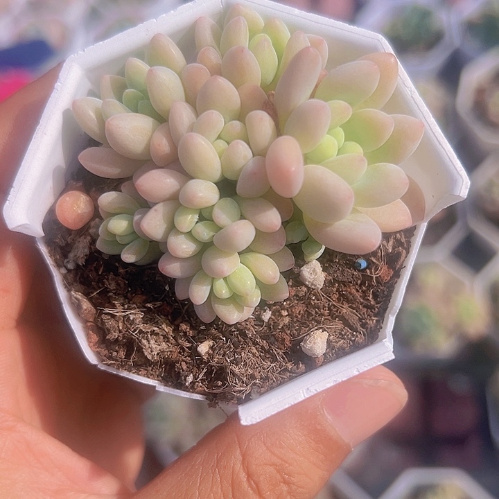 洛可可精品多肉植物