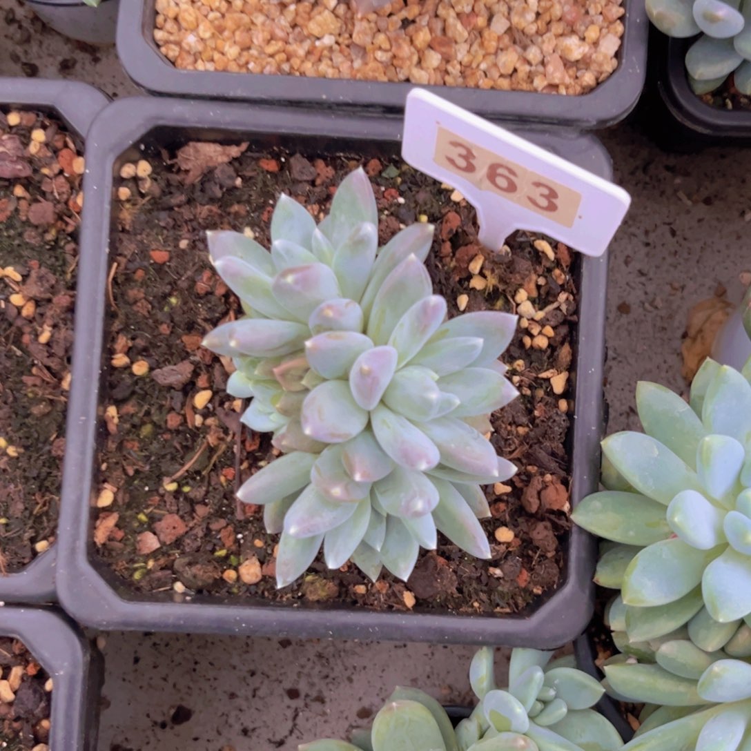 多肉植物天使之翼363