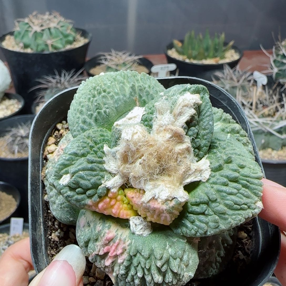 自根宽尤怒涛锦多肉