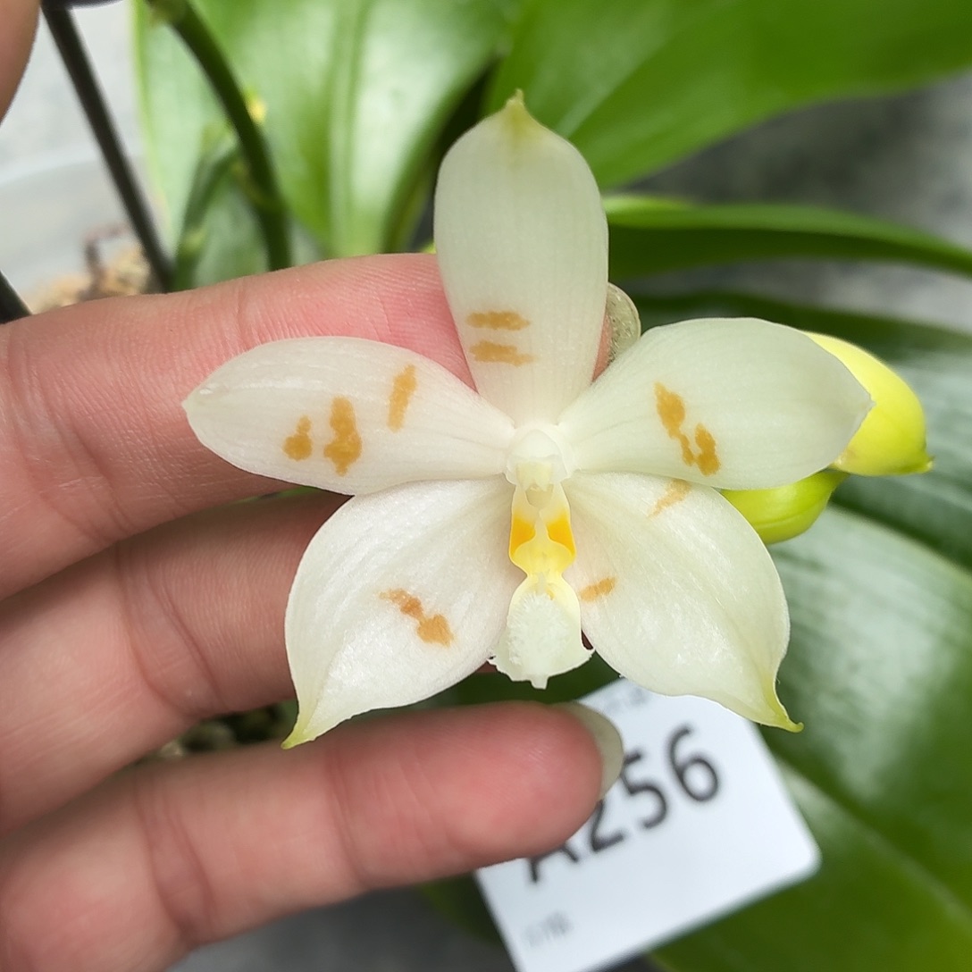 当前无花朵，栽培后可花朵A256yss1141