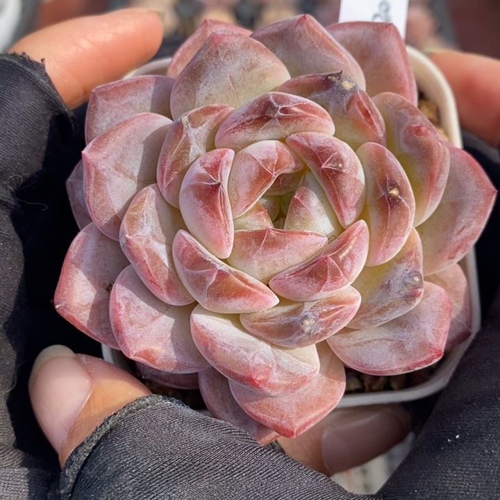 1220-563，粉魄多肉