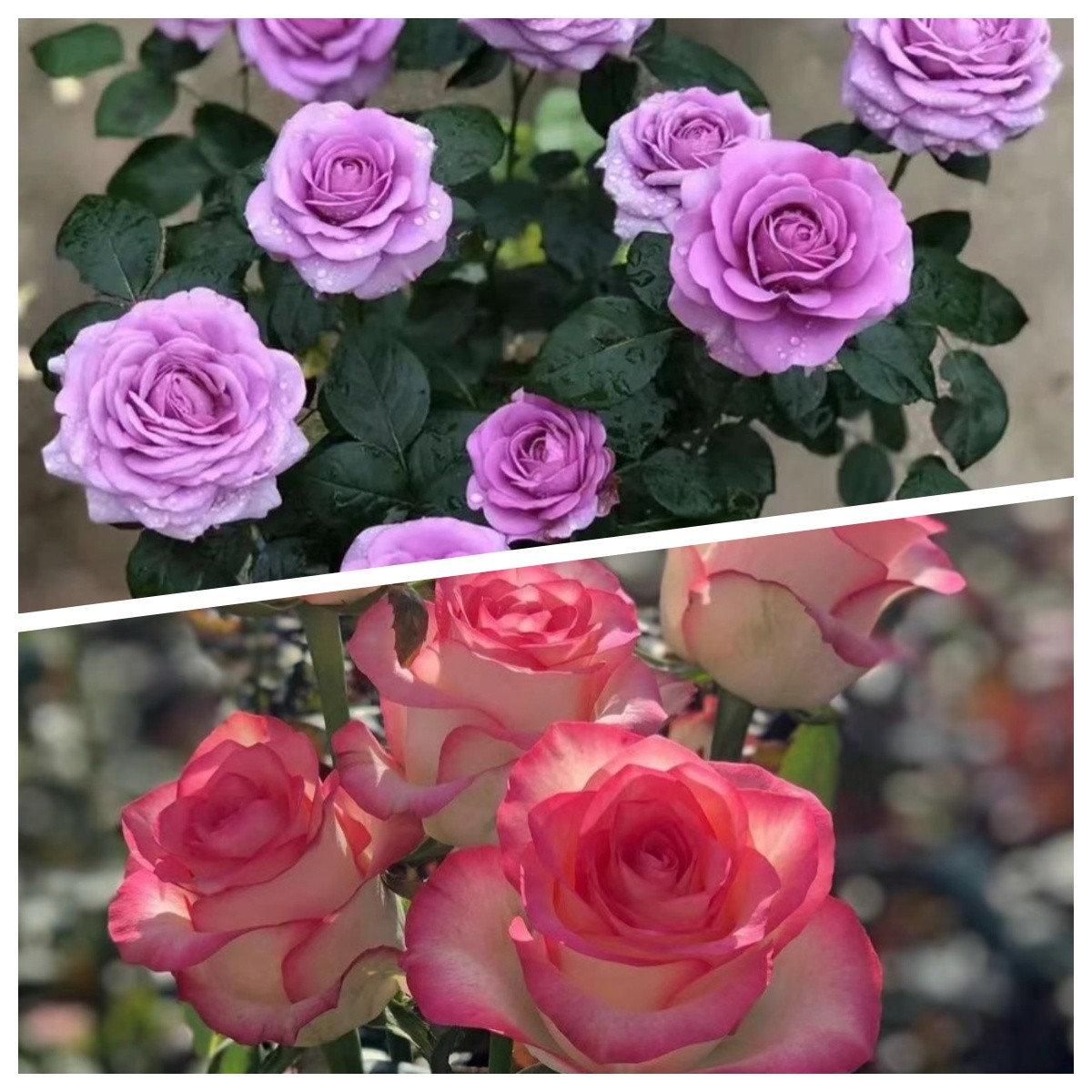 李氏【艾莎玫瑰+蓝色风暴】大花浓香耐寒耐热四季开花庭院阳台