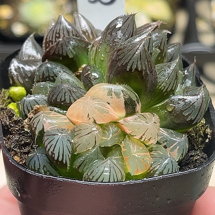 35多头霓虹灯玉露锦