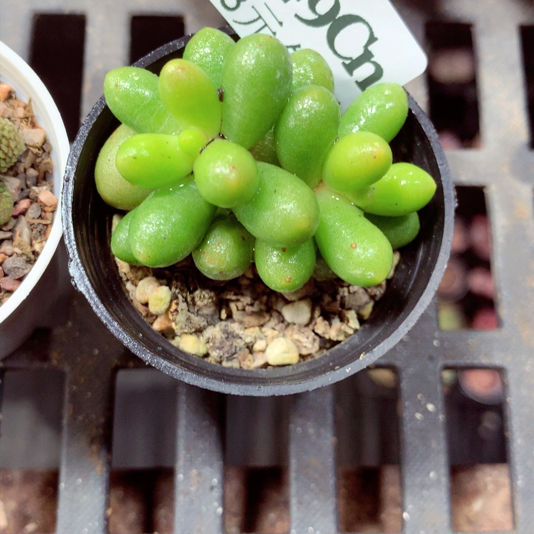 5厘米盆精控多肉849