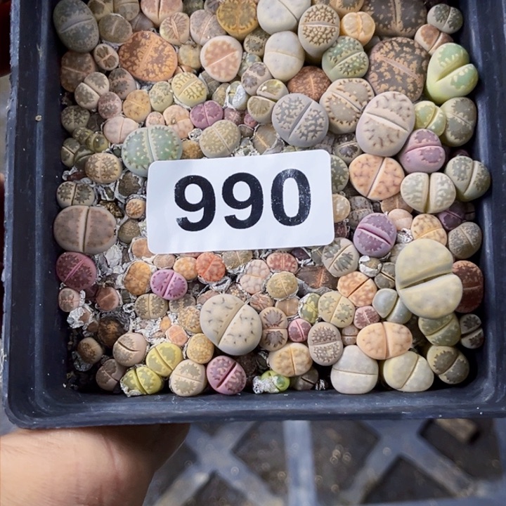 990 生石花一物一图如图