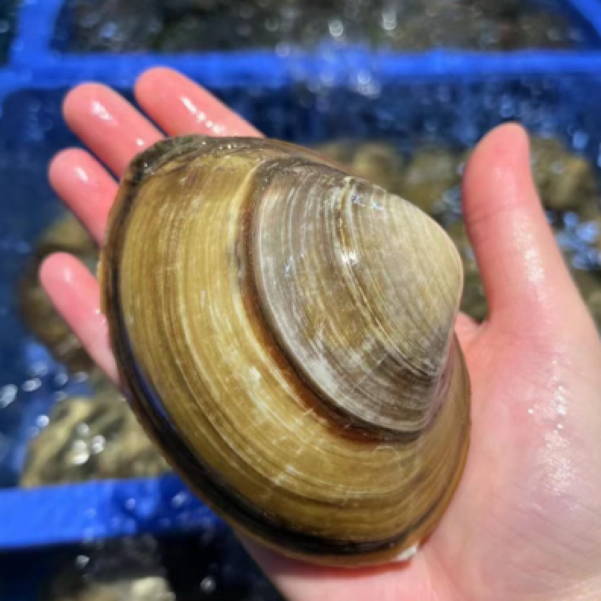 北极贝 2斤 可刺身 鲜活发货