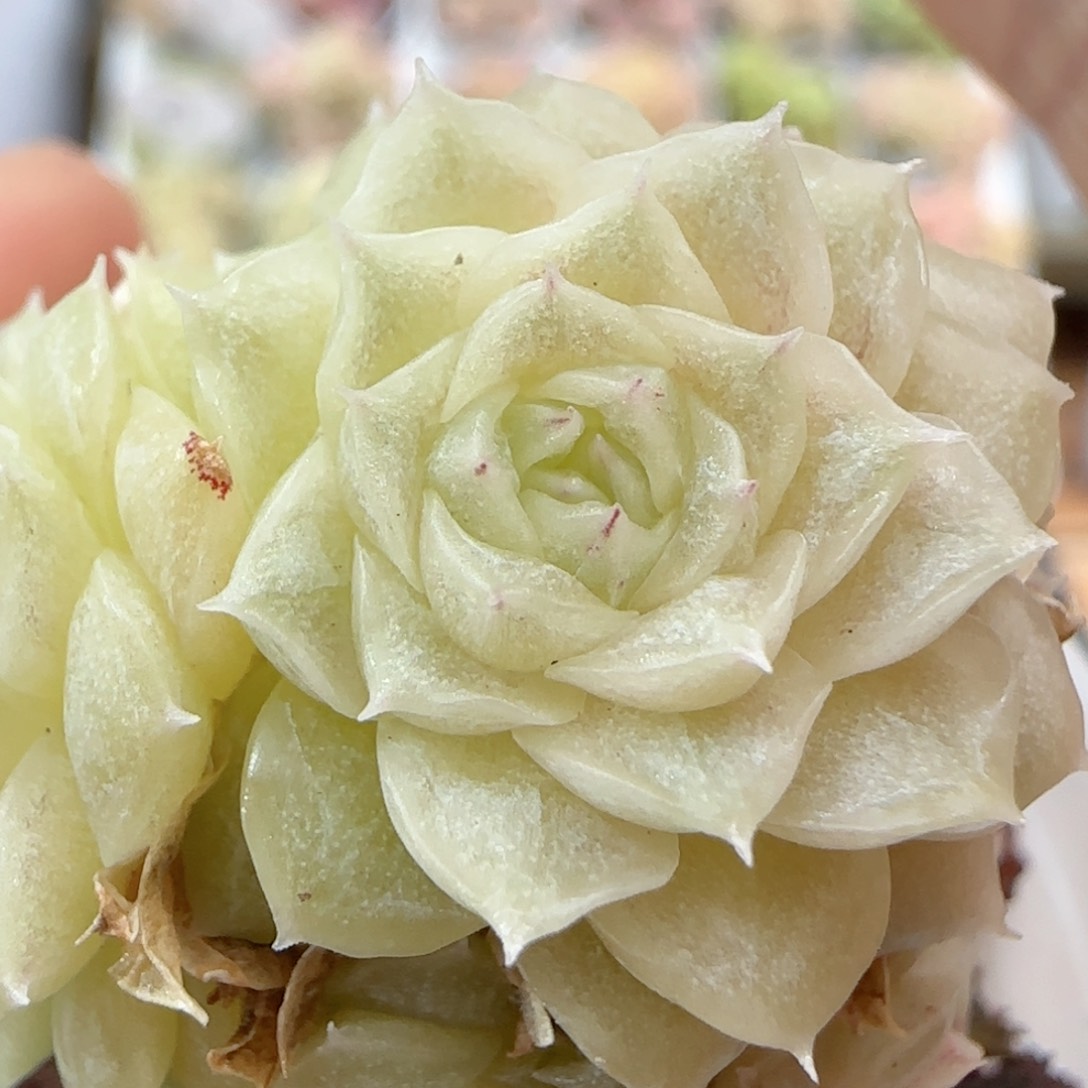 【闪购商品】0116-25玉透麦杆