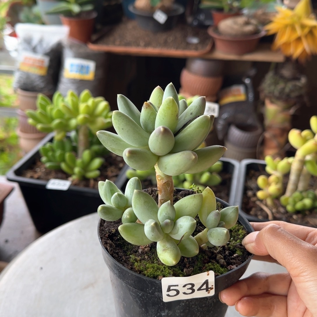 534号 一物一拍 一物一拍