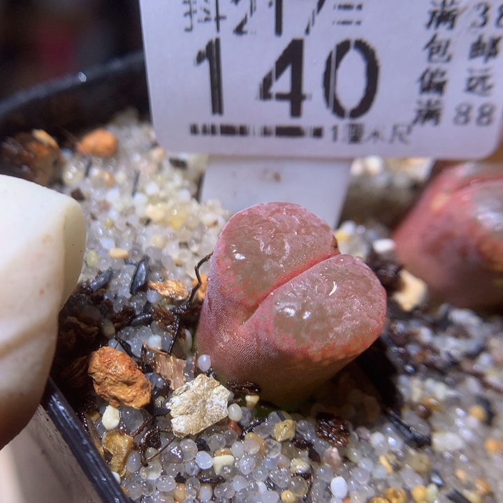 精品生石花217.140