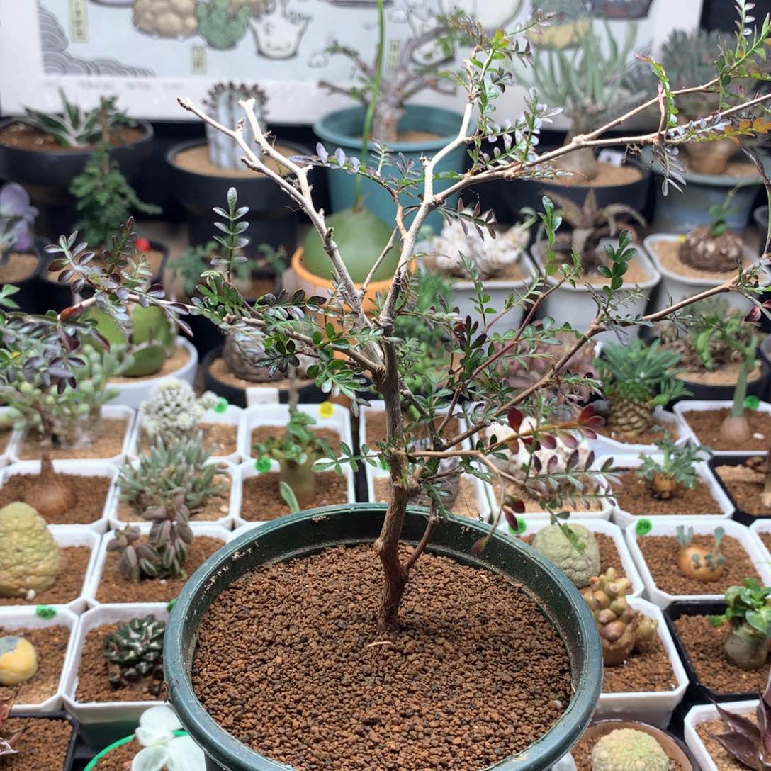 实生象足漆树脱土多肉