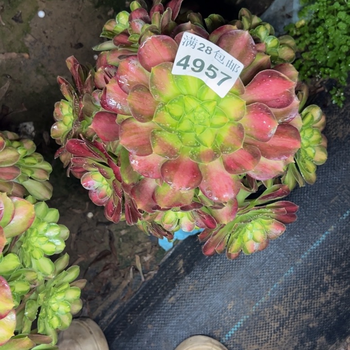 4957韶华多肉植物