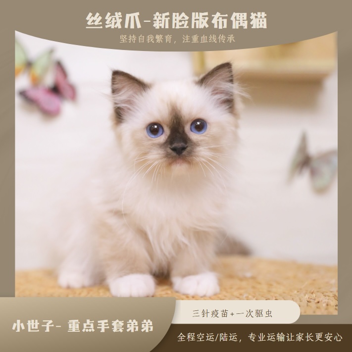 Velvet paw小世子-重点手套布偶弟弟宠物猫咪全款链接宠物猫购买