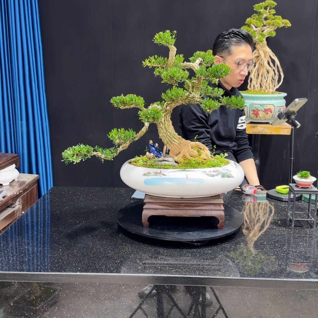 黄杨室内室外盆景艺术