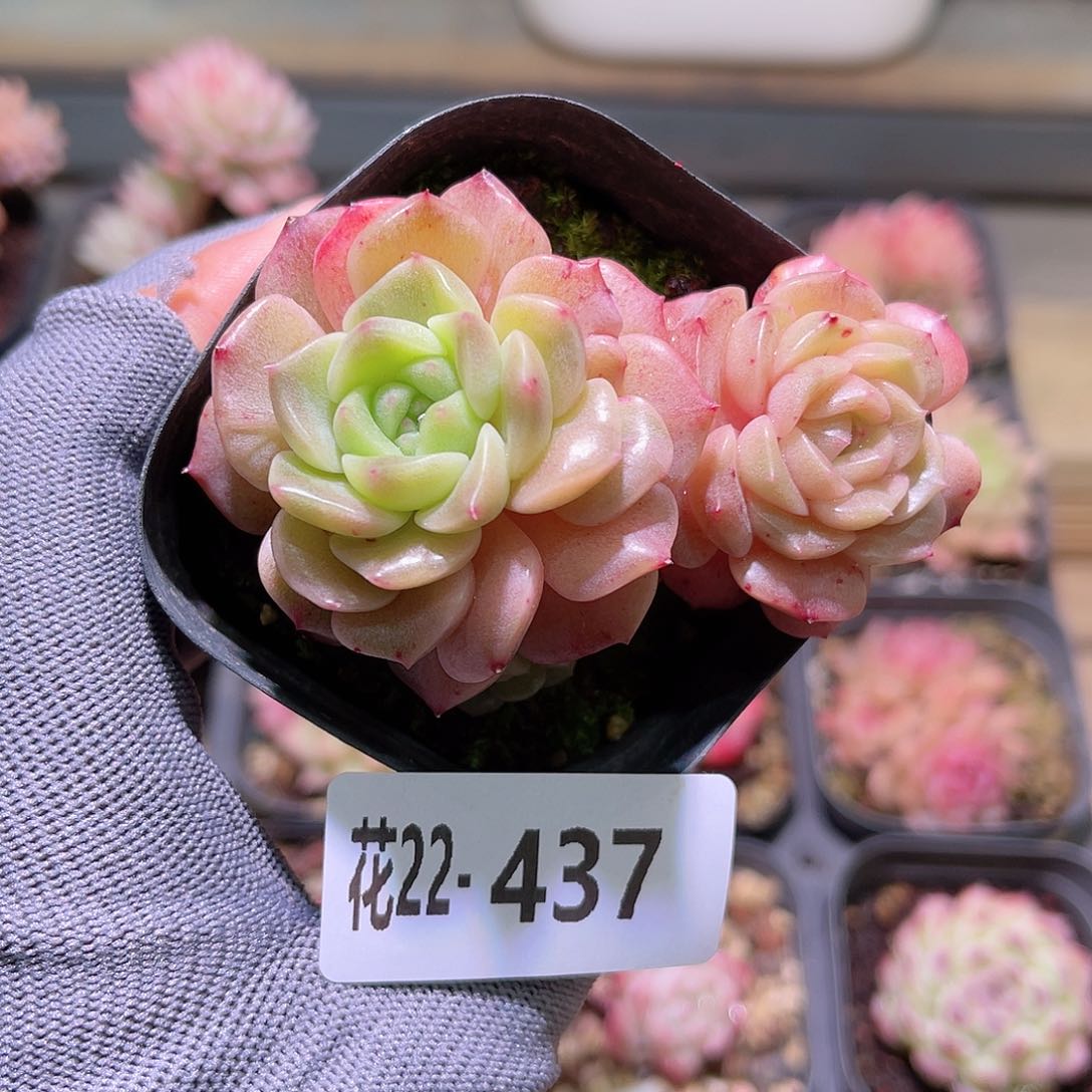 花22-437新品双头